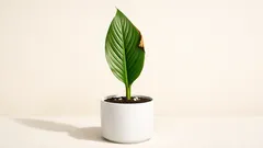 Por qué tu spatifilo tiene hojas amarillas o marrones y cómo solucionarlo